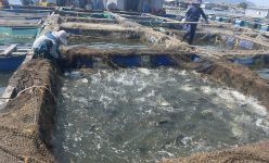 Trên dòng sông nổi tiếng ở Bà Rịa-Vũng Tàu dân nuôi cá biển toàn con to bự thế này, khó khăn nào đang bủa vây?