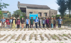 Đất cát trông trắng xóa, dân nơi này ở Quảng Trị trồng cây 'nồi đồng cối đá' kiểu gì mà lãi cao?