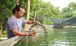 Nuôi thành công thứ 'cá nhà giàu' ở Đồng Tháp, view hồ đẹp như phim, bán 500.000 đồng/kg