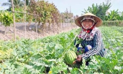 Đây là kiểu trồng cây, nuôi con mới ở Bạc Liêu, nông dân chuyển đổi thành công, thu nhập tốt hơn hẳn
