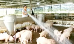 Thấp điểm tiêu thụ, sao vật nuôi chủ lực này ở Bà Rịa-Vũng Tàu giá bán dạng hơi vẫn neo ở mức cao?