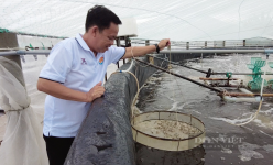 Nông dân Trà Vinh ứng dụng chuyển đổi số trong nuôi tôm, trồng dưa lưới, có nông dân xuất sắc thu 8-9 tỷ/năm