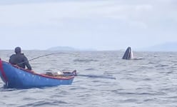 Một con động vật hoang dã khổng lồ bất ngờ săn mồi ngay trước mũi thuyền của ngư dân Bình Định
