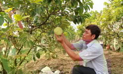 Thứ cây trồng tốt um ở một xã của Đồng Tháp đang ra trái to bự, cứ 1 công đất nông dân bẻ 3 tấn