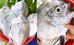 Cá từ bi ở biển Bình Thuận là cá gì mà nổi tiếng ngon, lạ, quý hiếm, ăn vào sẽ 'từ bi'?