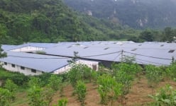 Thái Nguyên: Sau phản ánh của Dân Việt, xử phạt 320 triệu đồng với chủ trại lợn gây ô nhiễm môi trường 