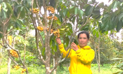 Cho 2 loài cây đặc sản 'chung nhà' ở Hậu Giang, hóa ra lại hay, cây nào cũng ra trái ngon, thu tiền tỷ