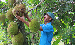 'Biến' đất bỏ hoang thành trang trại, ông nông dân Nam Định nuôi con gì, trồng cây gì mà giàu lên trông thấy?