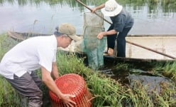 Ruộng lúa bị nhiễm mặn, ở một xã của TT-Huế, dân bèn thả nuôi con vật này, bình quân mỗi hộ bắt bán 800kg
