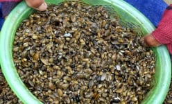 Loại đặc sản 'độc bản' trên sông Trà Khúc gây thương nhớ bao tín đồ ẩm thực của vùng Quảng Ngãi, đó là con gì?