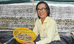 Nuôi loài ốc mà nhà hàng, thương lái Trung Quốc thích mua, một người Bạc Liêu lãi hơn 1 tỷ/năm 