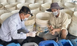 Bày la liệt thùng nhựa nuôi đặc sản ở Bến Tre, nông dân bắt ra toàn con to bự, bán đắt tiền