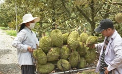 Cả tỉnh Tây Ninh có 3.000ha trồng 'cây tiền tỷ' mà xã này chiếm tới 1.500ha, vườn ra toàn trái to bự thế này đây