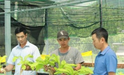 9X Khánh Hòa 'bỏ lương ngoại' hơn 30 triệu đồng/tháng về quê trồng rau tốt um, nuôi cá dày đặc