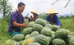 Nhiều hoạt động sôi nổi của Hội Nông dân tỉnh Nghệ An trong 6 tháng đầu năm 2024