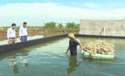Nuôi các loài động vật nhuyễn thể, có chủ trang trại thủy sản ở Ninh Bình thu tiền tỷ