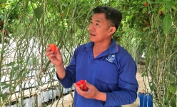 Trồng giống ớt có hình dáng kỳ lạ như mặt quỷ, vị cay đặc biệt, nông dân Lâm Đồng được doanh nghiệp bao tiêu