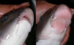 Loài cá đặc sản, cá tiến vua, xưa kia là 'ngũ quý hà thủy' trên các dòng sông vùng Tây Bắc
