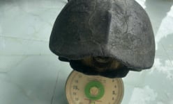 Ra sông Vàm Cỏ ở Tiền Giang lưới tôm cá, bất ngờ bắt trúng một con động vật hoang dã cứ hay rụt đầu