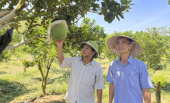 Trồng bưởi da xanh ra trái quanh năm, anh nông dân được Chủ tịch UBND tỉnh Bình Định tặng bằng khen