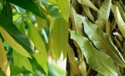 Loại lá cực dễ tìm ở Việt Nam, đem phơi khô lại thành thảo dược quý cho sức khỏe