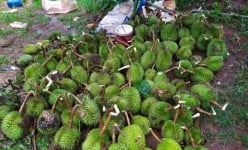 Đang sắp hái 'trái vàng trái bạc', một trận giông lốc quét qua, nông dân Đắk Lắk thiệt hại tiền tỷ