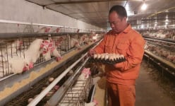 Mục sở thị mô hình nuôi gà đẻ 'trứng vàng' của anh kỹ sư nông nghiệp: Gà được nghe nhạc, ăn thảo dược