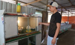 Nuôi giống gà có nguồn gốc 'đa quốc gia', một nông dân ở Sóc Trăng giàu lên trông thấy