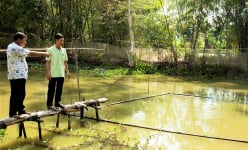 Nuôi con động vật 'khổng lồ' nhất trong họ cá chép, nông dân nơi này ở Kiên Giang bán 200.000 đồng/kg
