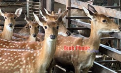 Anh nông dân Bình Phước nuôi con động vật có giá trị dinh dưỡng cao, dùng để bào chế dược liệu, thu hàng trăm triệu