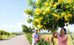 Bờ ruộng 'biến ra' đường hoa đẹp như phim, dân một xã ở Bà Rịa-Vũng Tàu ngồi ghế gỗ ngắm cảnh