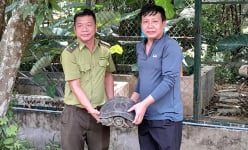 Ra đồng đụng trúng con động vật hoang dã có trong sách Đỏ, một người Quảng Bình giao nộp cho kiểm lâm