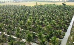 Toàn tỉnh Trà Vinh có 9 vùng trồng dừa sẵn sàng mọi điều kiện cho xuất khẩu trái tươi sang Trung Quốc