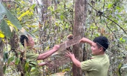 Một khu rừng rậm ở Điện Biên còn vô số động vật hoang dã, cây sách Đỏ, dân trồng dược liệu quý dưới tán