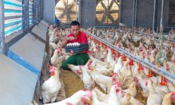 Chăn nuôi chả cần nhốt chuồng là chăn nuôi kiểu gì mà chủ trại tha hồ nhặt trứng, bán giá cao?