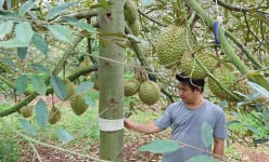 Ai ngờ một anh nông dân Đắk Lắk 'thu phục' con động vật quái ác phá 'cây tiền tỷ' chỉ bằng một thứ rẻ tiền