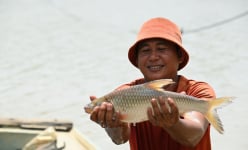 Nơi con sông Vàm Cỏ Đông từ Campuchia chảy vào đất Việt Nam ở Tây Ninh, dân bắt cá ngon thế này đây