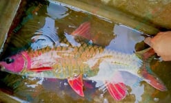 Bên dòng sông nổi tiếng Thanh Hóa nghe chuyện ly kỳ, bí ẩn về dòng suối chứa cá lạ, toàn con to bự