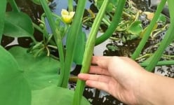 Loại rau dại tên nghe mắc cười, xưa gạt đi chả hết, nay trồng ruộng ở Hậu Giang, liền bán đắt như tôm tươi