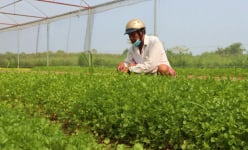 Dân nơi này ở Nghệ An chỉ trồng rau trái vụ, bán đắt như tôm tươi, hễ nhổ là bán hết