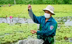 Ghép hai con đặc sản này 'chung nhà', 'chả thấy cãi nhau', trai Cần Thơ bắt con nào lên bán cũng hết veo