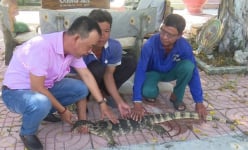 Một con động vật hoang dã có tên trong sách Đỏ Việt Nam, sách Đỏ thế giới vừa được tiếp nhận ở Đồng Tháp