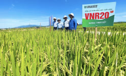 Bộ giống lúa của Vinaseed có đặc tính gì mà nông dân Quảng Nam trầm trồ khen ngợi?