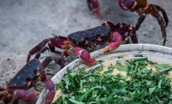 Ở một hòn đảo nổi tiếng Quảng Trị, dân nuôi cua núi, loài động vật hoang dã ăn cám, ăn rau, ai cũng tò mò
