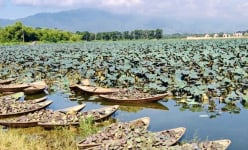 Cách Hà Nội khoảng 70km là một đầm nước ngọt ở Phú Thọ còn vô số động vật quý, từng có con vật to 120kg