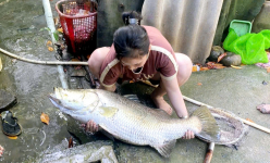 Nuôi 3 năm chả thấy mặt tôm, cua, một người Cà Mau bỏ thứ này xuống, bất ngờ bắt thủ phạm 'bự chà bá'