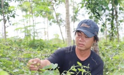 Trồng loại cây bẻ hoa làm rau đặc sản, giàu chất xơ, protein, dân một nơi ở Bình Phước buồn vì điều gì?