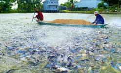Mùa nước đổ, đầu nguồn sông Hậu ở An Giang dân nuôi dày đặc thứ cá gì, toàn con to bự?