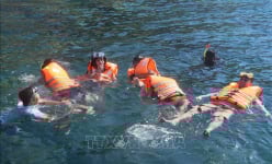 Cách đất liền Quảng Nam 15km có một hòn đảo đẹp thế này, lặn tha hồ ngắm loại động vật chả biết bơi