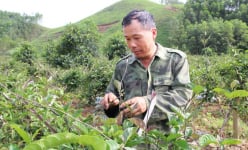 Trồng cây 'thần dược của quý ông' quy mô lớn, anh nông dân Bắc Giang sắp thu tiền tỷ